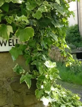 Ailsa Well near Bingley Riverside Walk