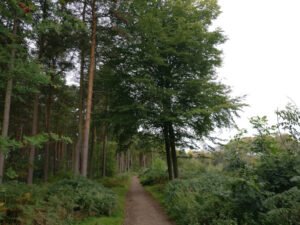 Cottingley Wood Estate