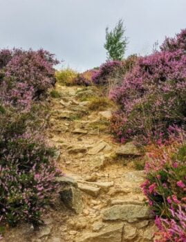 Heather on Gilstead Crag