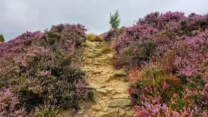 Heather on Gilstead Crag - Photo: Wendy Biswas
