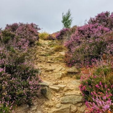 Heather on Gilstead Crag
