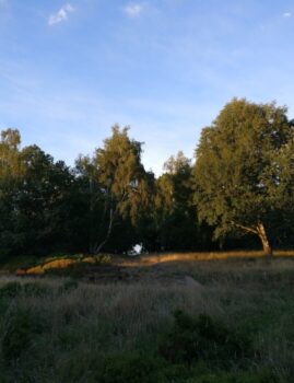 Meadow in Price of Wales Park in Bingley