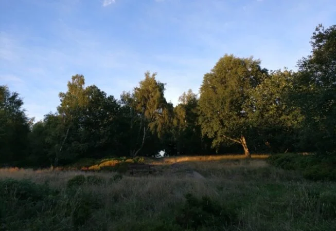 Prince of Wales Park has many open space encouraging all sorts of wildlife to thrive