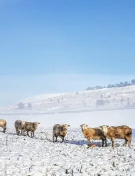 Flock of sheep in winter near The Heights in Eldwick