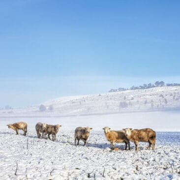 Flock of sheep in winter near The Heights in Eldwick