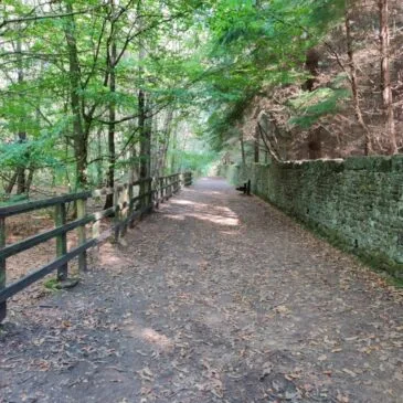 St Ives Estate Path Closure to prevent spread of Larch Tree Disease