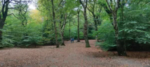 Walkers in Hirst Wood