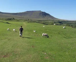 Walking towards Ingleborough