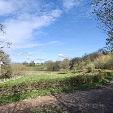 Bingley North Bog: a community effort bearing fruit