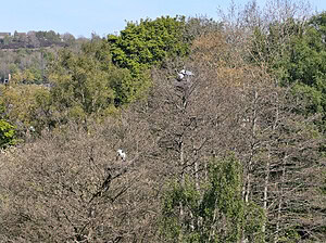 Heronry near River Aire in Bingley